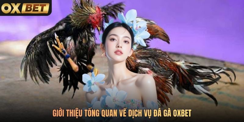 Giới thiệu tổng quan về dịch vụ đá gà Oxbet